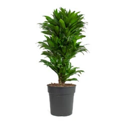Dracaena Fragrans Compacta - Branched -Hortology Shop Dracaena fragrans Compacta Branched 24cm