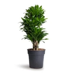 Dracaena Fragrans Compacta - Branched -Hortology Shop Dracaena fragrans Compacta Branched 24x75cm 1