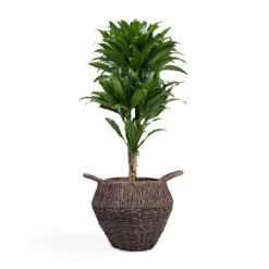 Dracaena Fragrans Compacta - Branched -Hortology Shop Dracaena fragrans Compacta Branched 24x75cm Jelle Plant Baskets Set of 3 Black warped a799a670 655b 4e6e 8f03 e8610f298c38