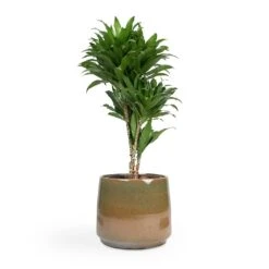 Dracaena Fragrans Compacta - Branched -Hortology Shop Dracaena fragrans Compacta Branched 24x75cm Joah Plant Pot Oasis 33x28cm