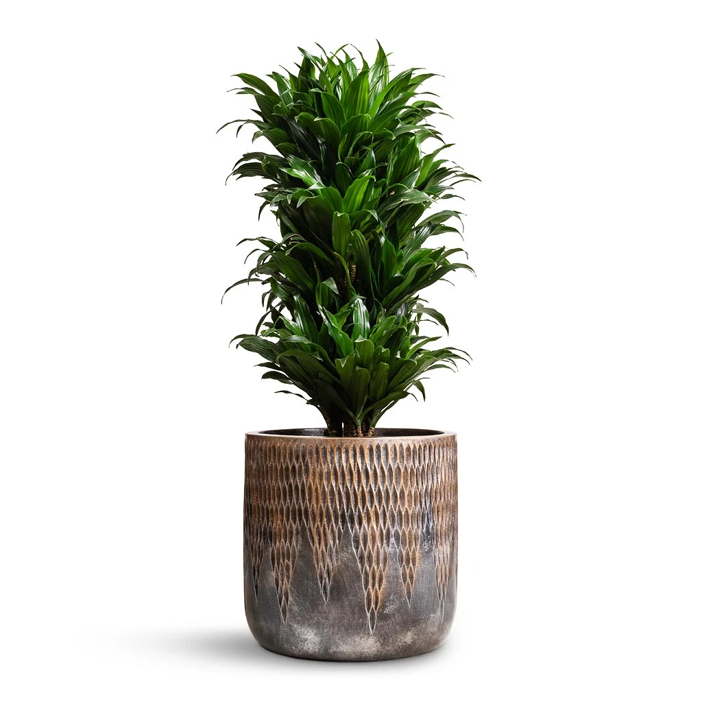 Luxe Lite Comet Cylinder Planter - Bronze 7 Luxe Lite Comet Cylinder Planter - Bronze - Image 7