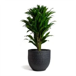 Dracaena Fragrans Compacta - Branched -Hortology Shop Dracaena fragrans Compacta Branched 24x75cm Rinca Plant Pot Shiny Black 29x26cmV2 d1a30b6d e211 4522 9b8e 6a963efd0c98