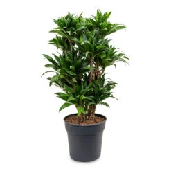 Dracaena Fragrans Compacta - Branched -Hortology Shop Dracaena fragrans Compacta Branched 30x100cm