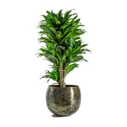 Dracaena Fragrans Compacta - Branched -Hortology Shop Dracaena fragrans Compacta Branched Kian Metal Plant Pots Set of 3 Large Sky Burn