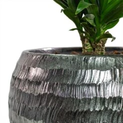 Opus Hammered Globe Planter - Silver 30 Opus Hammered Globe Planter - Silver -Hortology Shop Dracaena fragrans Compacta Branched Opus Hammered Globe Planter Silver Close Up