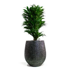 Dracaena Fragrans Compacta - Branched -Hortology Shop Dracaena fragrans Compacta Branched Opus Hit Darcy Planter Silver 1e85d98a f69b 4b69 b4d5 c664c28cae6f