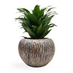 Dracaena Fragrans Compacta - Head 16 Dracaena Fragrans Compacta - Head -Hortology Shop Dracaena fragrans Compacta Head 12x25cm Luxe Lite Waterfall Globe Planter Bronze 28x20cm