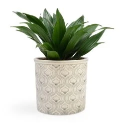 Dracaena Fragrans Compacta - Head 18 Dracaena Fragrans Compacta - Head -Hortology Shop Dracaena fragrans Compacta Head 12x25cm Venetian Plant Pot Grey 16x14cm