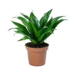 Dracaena Fragrans Compacta - Head 14 Dracaena Fragrans Compacta - Head -Hortology Shop Dracaena fragrans Compacta Head