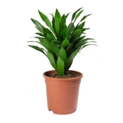 Dracaena Fragrans Compacta - Head 15 Dracaena Fragrans Compacta - Head -Hortology Shop Dracaena fragrans Compacta Head Large