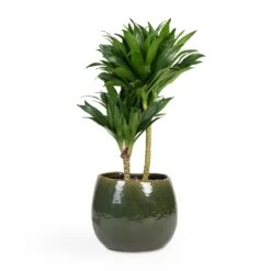 Dracaena Fragrans Compacta - Multi Stem -Hortology Shop Dracaena fragrans Compacta Multi Stem 17x55cm 2 stems Mischa Plant Pot Forest Green 24x22cm