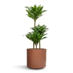 Dracaena Fragrans Compacta - Multi Stem -Hortology Shop Dracaena fragrans Compacta Multi Stem 21x100cm 3 stems Prague Plant Pot Mocha 28x24cm e0b3705a 187e 479d b39c 1f9a060a4b78