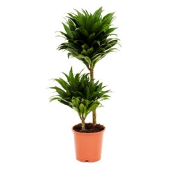Dracaena Fragrans Compacta - Multi Stem -Hortology Shop Dracaena fragrans Compacta Multi Stem