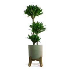 Charlie Plant Pot - Low Stand - Grey Washed 10 Charlie Plant Pot - Low Stand - Grey Washed -Hortology Shop Dracaena fragrans Compacta Multi Stem Charlie Plant Pot Low Stand Grey Washed