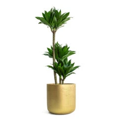 Dracaena Fragrans Compacta - Multi Stem -Hortology Shop Dracaena fragrans Compacta Multi Stem Charlie Plant Pot Metallic Gold 5a1761f3 7ae0 430f 8884 90608fcf4ff3