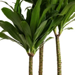 Dracaena Fragrans Compacta - Multi Stem -Hortology Shop Dracaena fragrans Compacta Multi Stem DETAIL 2