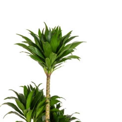 Dracaena Fragrans Compacta - Multi Stem -Hortology Shop Dracaena fragrans Compacta Multi Stem DETAIL