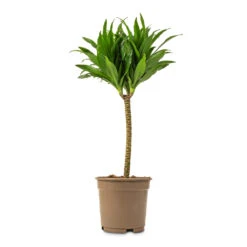 Dracaena Fragrans Compacta - Single Stem -Hortology Shop Dracaena fragrans Compacta Single Stem 17x65cm