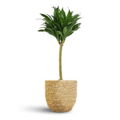 Dracaena Fragrans Compacta - Single Stem -Hortology Shop Dracaena fragrans Compacta Single Stem 17x65cm Cody Plant Pot Straw Grass 22x20cm