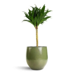 Dracaena Fragrans Compacta - Single Stem -Hortology Shop Dracaena fragrans Compacta Single Stem 17x65cm Zembla Plant Pot Green 22x20cm