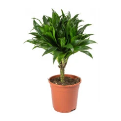 Dracaena Fragrans Compacta - Single Stem -Hortology Shop Dracaena fragrans Compacta Single Stem