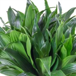 Dracaena Compacta - Multi Stem - HydroCare 17 Dracaena Compacta - Multi Stem - HydroCare -Hortology Shop Dracaena fragrans Compacta Single Stem Leaves 86c2a4e7 7a62 4ef5 ad33 214cb4ee418e
