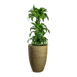 Ben Plant Pot - Straw Grass 16 Ben Plant Pot - Straw Grass -Hortology Shop Dracaena fragrans Dorado Branched Ben Plant Pot Straw Grass 41fd72bd fecb 4792 984f 971c4e8cc9c3