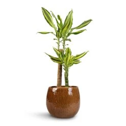 Dracaena Fragrans Golden Coast - Multi Stem -Hortology Shop Dracaena fragrans Golden Coast 2Stem 17x80cm Mischa Plant Pot Caramel 24x22cm