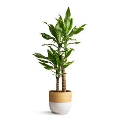 Bamboo Plant Pot - White -Hortology Shop Dracaena fragrans Golden Coast Multi Stem 17x70cm Bamboo Plant Pot White 19x19cm 6268deef d757 4fa9 bf5e ec5ddcd3c6f0