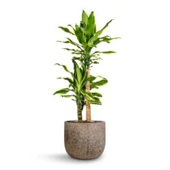 Dracaena Fragrans Golden Coast - Multi Stem -Hortology Shop Dracaena fragrans Golden Coast Multi Stem 17x70cm 2 stems Cody Cement Stone Plant Pot Granite Grey