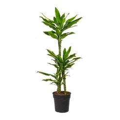 Dracaena Fragrans Golden Coast - Multi Stem -Hortology Shop Dracaena fragrans Golden Coast Multi Stem