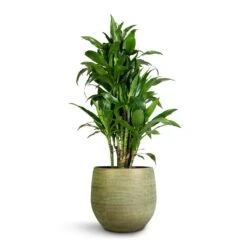 Lydia Plant Pot - Shiny Green -Hortology Shop Dracaena fragrans Janet Craig Branched 27x130cm Lydia Plant Pot Shiny Green 36x32cm 5ddb8ad9 72c6 4001 9807 1193da78dbfb