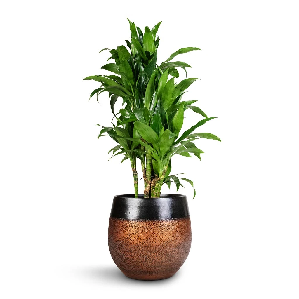 Mya Plant Pot - Shiny Mocha 12 Mya Plant Pot - Shiny Mocha - Image 12