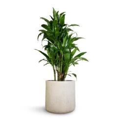 Raindrop Round Planter - Stone 18 Raindrop Round Planter - Stone -Hortology Shop Dracaena fragrans Janet Craig Branched 27x130cm Raindrop Round Planter Stone 34x32cm 1 f489cb98 6383 4015 bb0e bfd28300c4a8