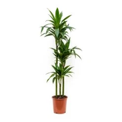 Dracaena Fragrans Janet Craig - Multi Stem -Hortology Shop Dracaena fragrans Janet Craig Multi Stem