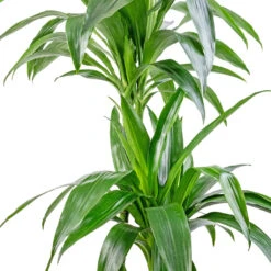 Dracaena Fragrans Janet Craig - Multi Stem -Hortology Shop Dracaena fragrans Janet Craig Multi Stem 24x135cm DETAIL