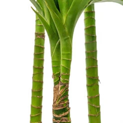 Dracaena Fragrans Janet Craig - Multi Stem -Hortology Shop Dracaena fragrans Janet Craig Multi Stem 24x135cm DETAIL 3
