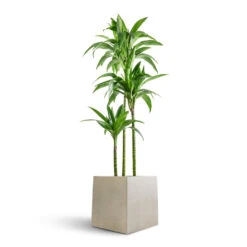 Dracaena Fragrans Janet Craig - Multi Stem -Hortology Shop Dracaena fragrans Janet Craig Multi Stem 24x135cm 3 stems Grigio Cube Planter Antique White Concrete 30x30x30cm