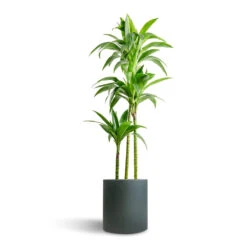 Max Refined Planter - Pine Green -Hortology Shop Dracaena fragrans Janet Craig Multi Stem 24x135cm 3 stems Max Refined Planter Pine Green 29x29.5cm 7156306c 408b 4c4b 8ded 10917e15ea18