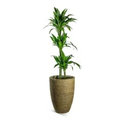 Ben Plant Pot - Straw Grass 17 Ben Plant Pot - Straw Grass -Hortology Shop Dracaena fragrans Janet Craig Multi Stem Ben Plant Pot Straw Grass 8ef79176 2add 4bfd 8e9a 72a53007d81e