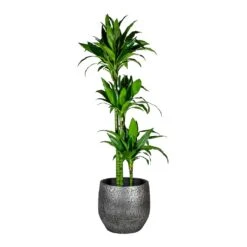 Dracaena Fragrans Janet Craig - Multi Stem -Hortology Shop Dracaena fragrans Janet Craig Multi Stem Evi Plant Pot Midnight Black 35cm