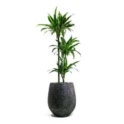 Opus Hit Darcy Planter - Silver 32 Opus Hit Darcy Planter - Silver -Hortology Shop Dracaena fragrans Janet Craig Multi Stem Opus Hit Darcy Planter Silver