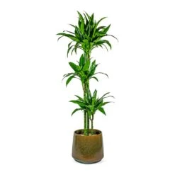 Dracaena Fragrans Janet Craig - Multi Stem -Hortology Shop Dracaena fragrans Janet Craig Multi Stem joah oasis 33cm plant pot studio