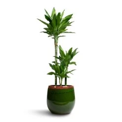 Dracaena Fragrans Janet Lind - Multi Stem 12 Dracaena Fragrans Janet Lind - Multi Stem -Hortology Shop Dracaena fragrans Janet Lind 3 Stem 21x100cm Charlotte Plant Pot Green 29x25cm