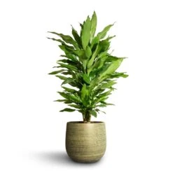 Lydia Plant Pot - Shiny Green -Hortology Shop Dracaena fragrans Janet Lind Branched 21x80cm Lydia Plant Pot Shiny Green 26x26cm