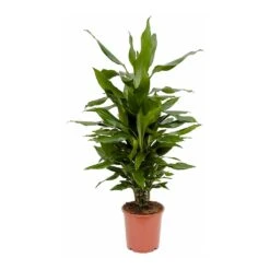 Dracaena Fragrans Janet Lind - Branched -Hortology Shop Dracaena fragrans Janet Lind Branched 80cm