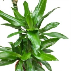 Dracaena Janet Lind - Multi Stem - HydroCare -Hortology Shop Dracaena fragrans Janet Lind Leaves 5d10cff4 ae5a 4e39 b544 5927162c5a88