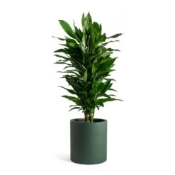 Dracaena Fragrans Janet Lind - Branched -Hortology Shop Dracaena fragrans Janet Lind Max Refined Planter Pine Green c585841c 6571 4ad6 85b2 80c521d12646