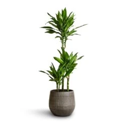 Esra Plant Pot - Mystic Grey -Hortology Shop Dracaena fragrans Janet Lind Multi Stem 21x100 Esra Plant Pot Mystic Grey 26x26cm 2cb21ad3 c76c 4faf ad18 0c10f2d13d65