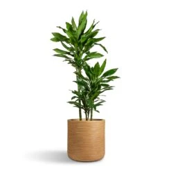 Dune Cylinder Planter - Almond -Hortology Shop Dracaena fragrans Janet Lind Multi Stem 21x110cm 3 stems Dune Cylinder Planter Almond 38x37cm